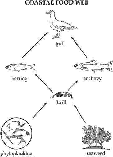 Цепи питания раскраска