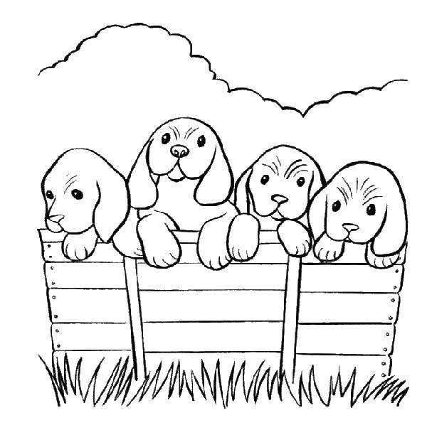 Раскраски с собакой на природе (36 фото)