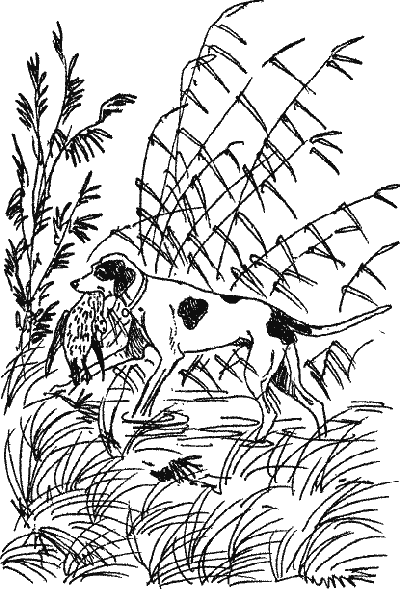 Скребицкий Джек