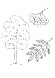 Раскраска Рябиновое дерево