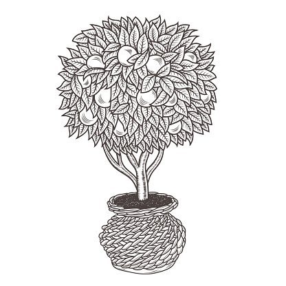 Апельсиновое дерево раскраска