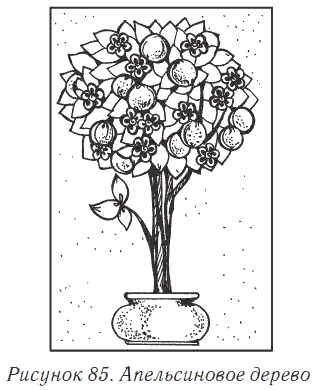 Мандариновое дерево раскраска