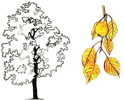 Дерево для рисования осина