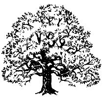 Грецкий орех дерево