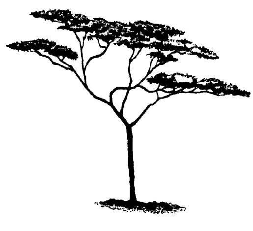 Зонтичная Акация