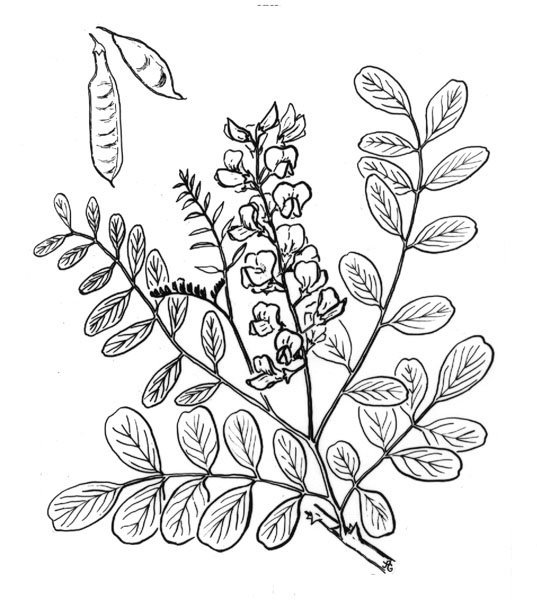 Карагана древовидная