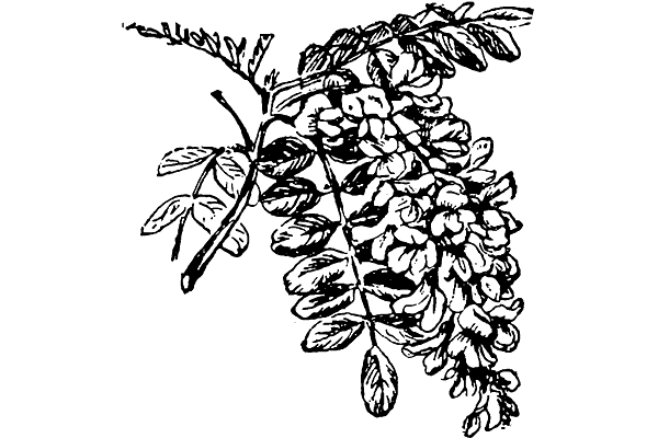 Акация раскраска