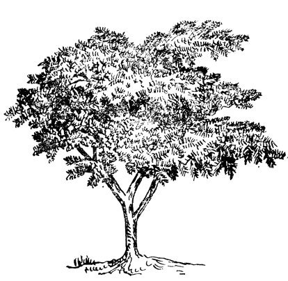 Раскраски акация дерево (29 фото)