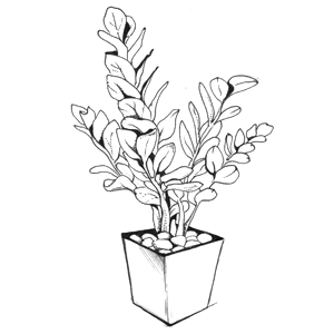 Замиокулькас толстянка фикус Бенджамина