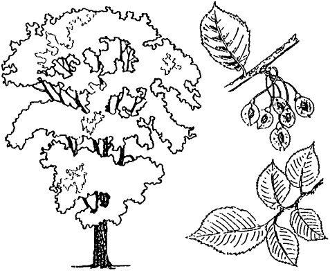 Раскраска ольха дерево