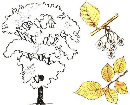 Ольха дерево раскраска для детей