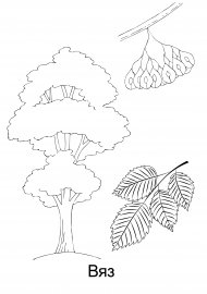 Вяз раскраска для детей