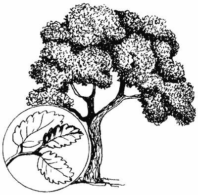 Вяз раскраска для детей