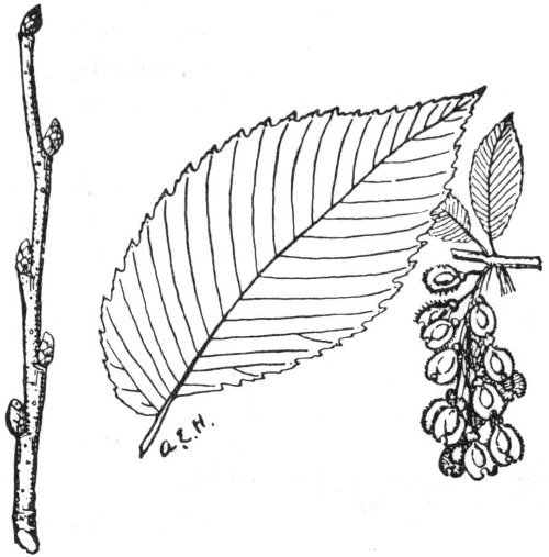 Вяз раскраска