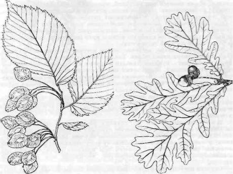 Ольха карандашом