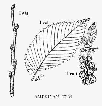 Вяз дерево рисунок корондашом