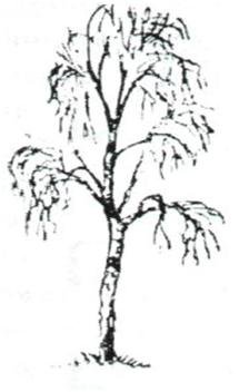 Дерево береза без листьев