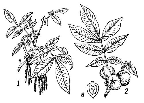 Орех маньчжурский