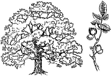 Дерево орешник раскраска