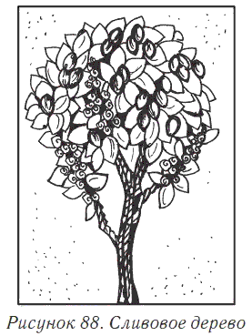 Дерево слива раскраска