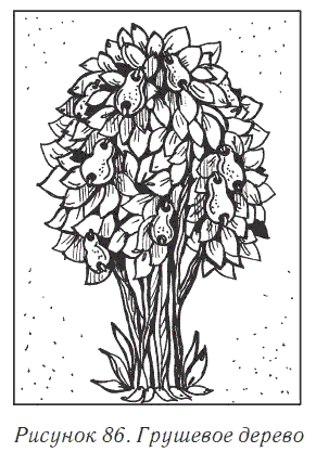 Грушевое дерево раскраска