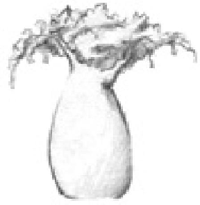 Бутылочное дерево карандашом