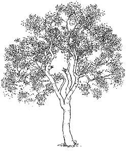 Эвкалипт дерево рисунок карандашом