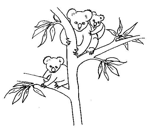 Эвкалипт дерево раскраска