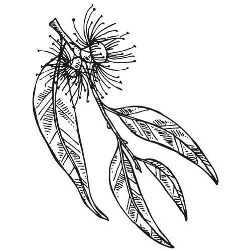 Эвкалипт вектор