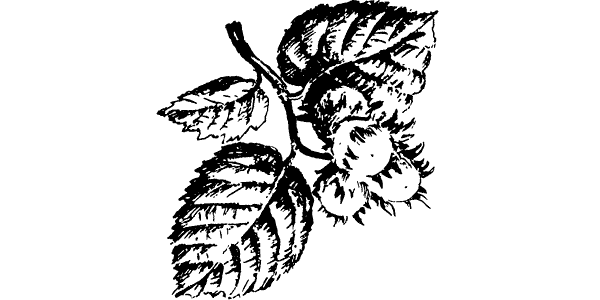 Орешник раскраска для детей