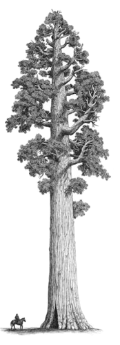 Секвойя вечнозелёная рисунок