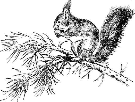 Белка на ветке Графика