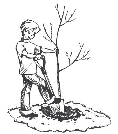 Сажать деревья рисунок