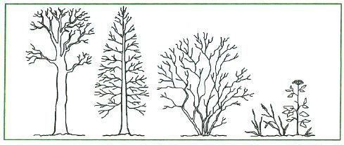 Раскраска деревья кустарники травы для детей