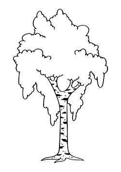 Береза трафарет