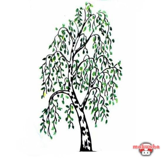 Берёза рисунок карандашом