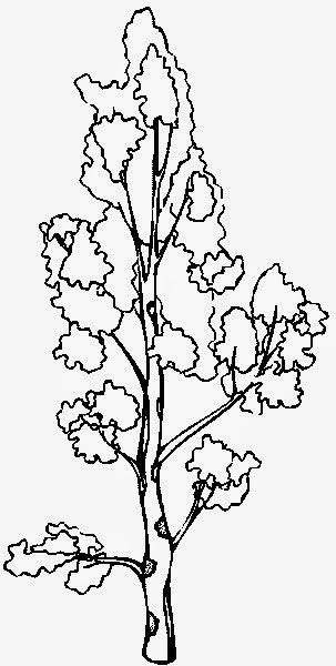 Тополь Рузукраски