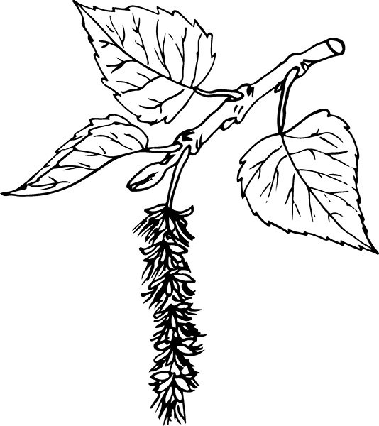 Тополь раскраска для детей