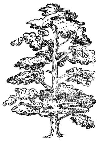 Кедр ливанский