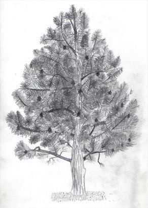 Кедр зарисовки
