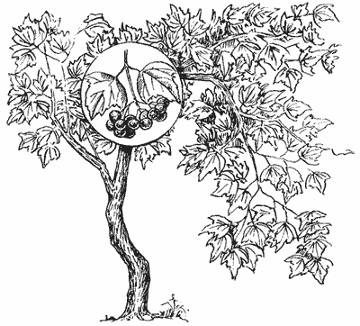 Калина дерево раскраска