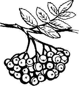 Ветка рябины