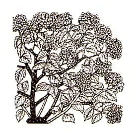 Куст гортензии раскраска