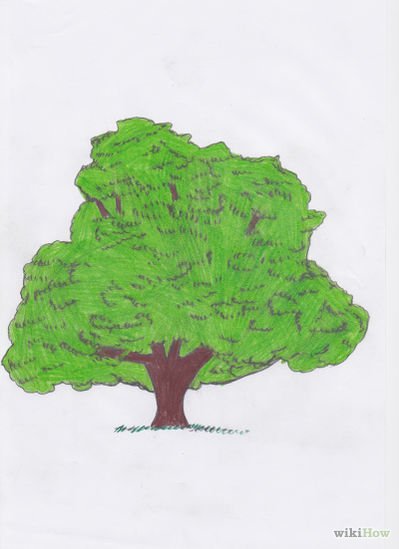 Раскраски зеленое дерево (43 фото)