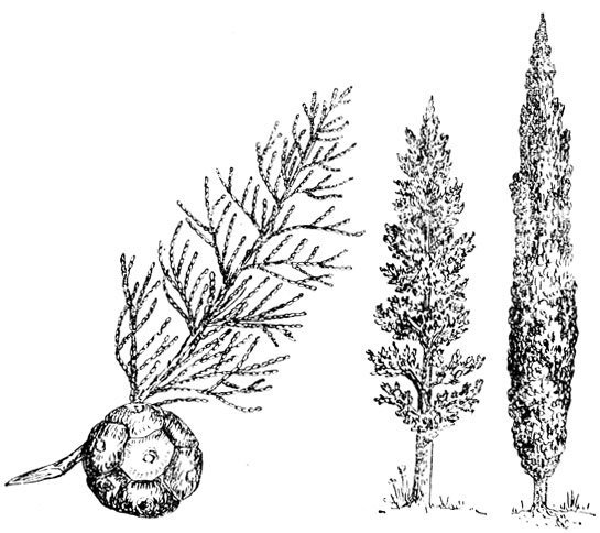 Кипарис вечнозеленый дендрология