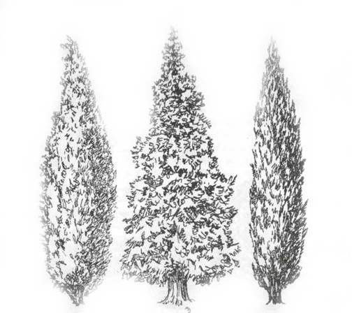 Туя рисунок