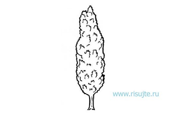 Тополь нарисовать