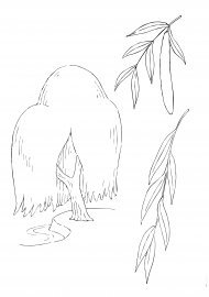 Раскраска дерево Ива