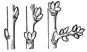 Раскраска почки на деревьях