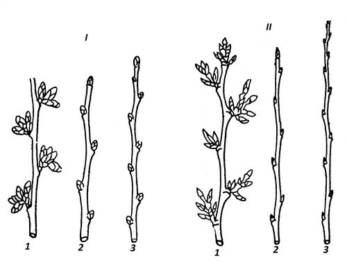 Побег вишни с почками